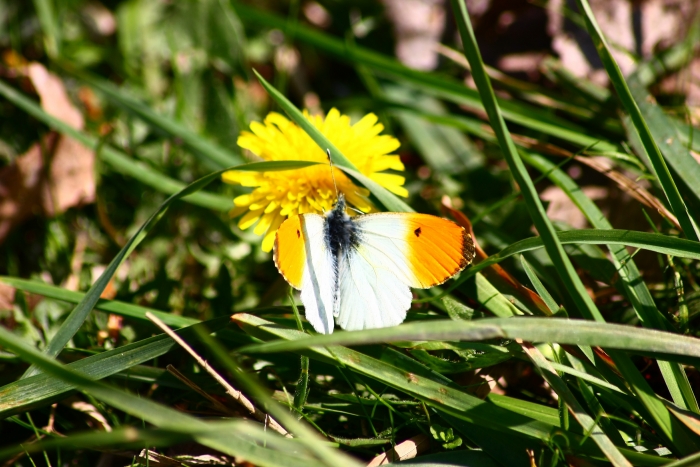 Ninfalidi,pieridi,papilionidi da ID-confermare